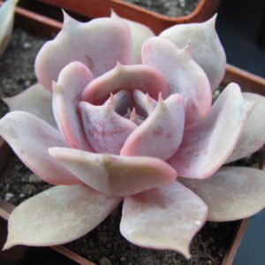 Echeveria   hybr.