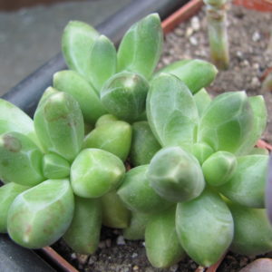 Pachyphytum compactum  *Big Green*