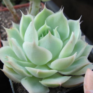 Echeveria Laguna Sanchez hybr.