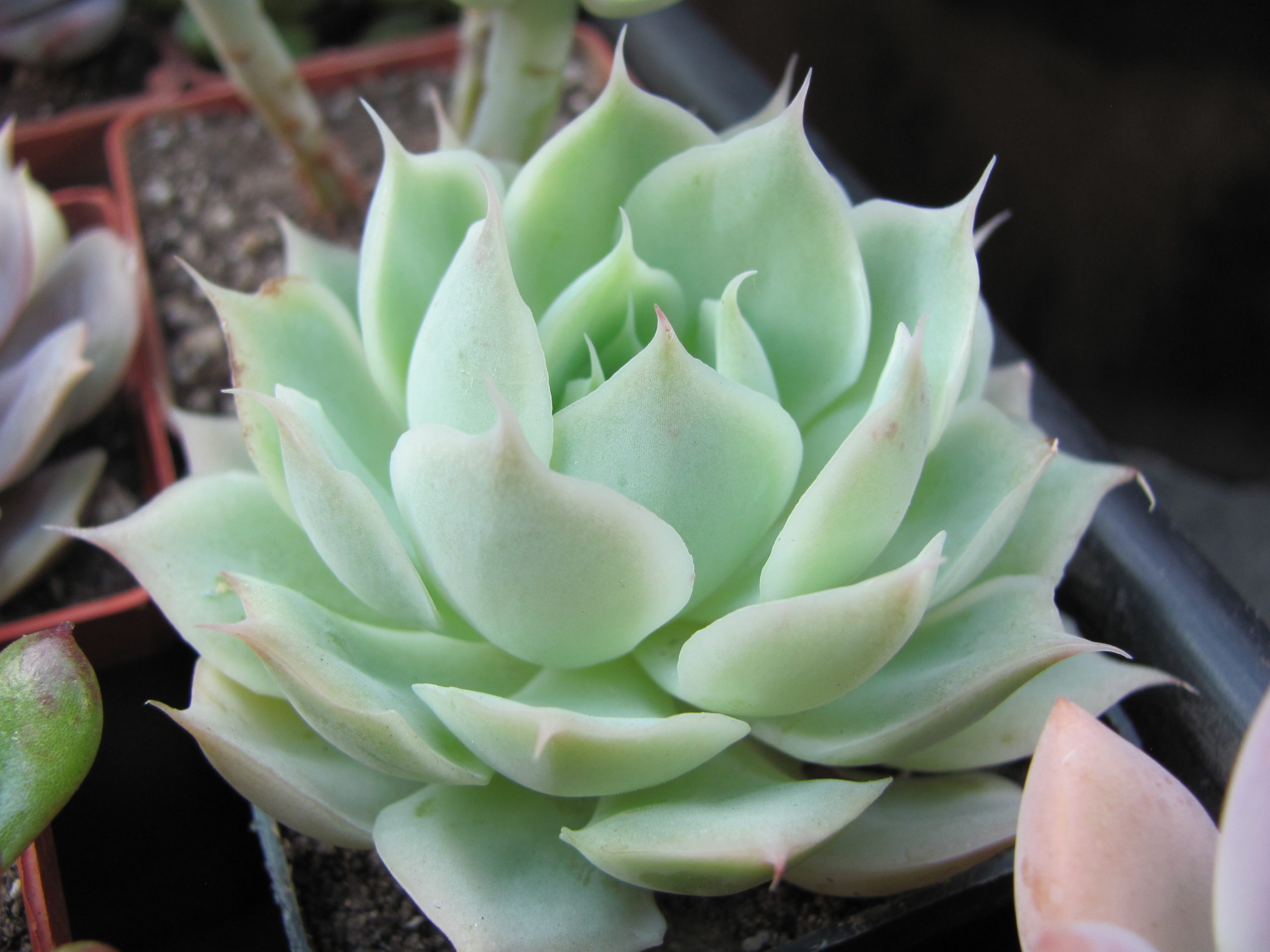 Echeveria Laguna Sanchez hybr.