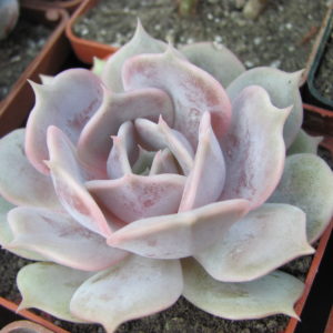 Echeveria  hybr.