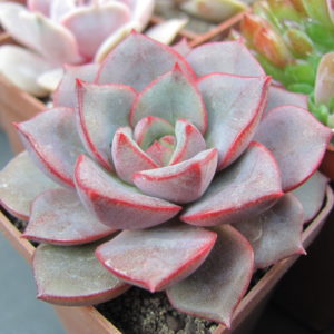 Echeveria purpusorum   *Blue*   ( hybrid Lipskiy )