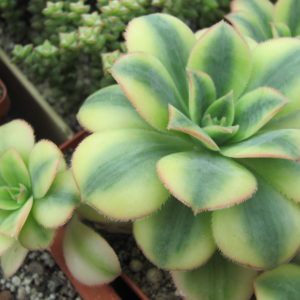 Aeonium Florescens variegata