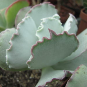 Cotyledon undulata Red