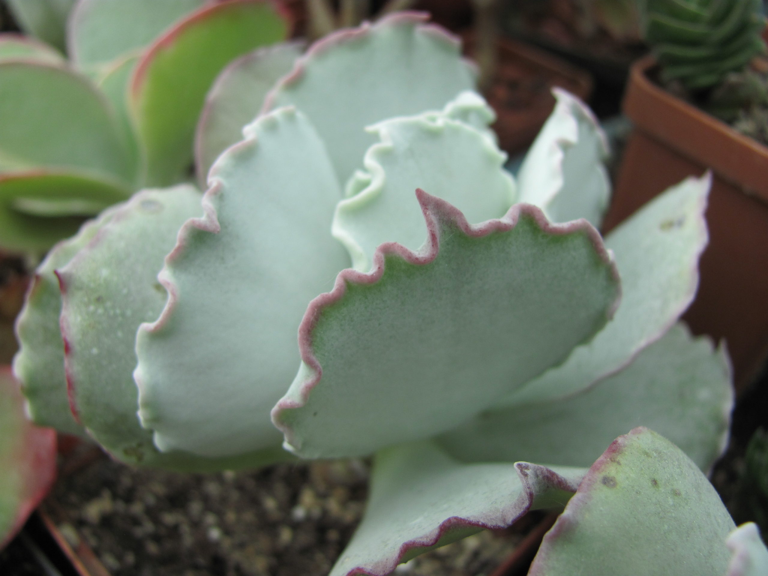 Cotyledon undulata Red