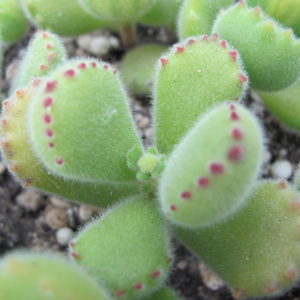Cotyledon  undulata