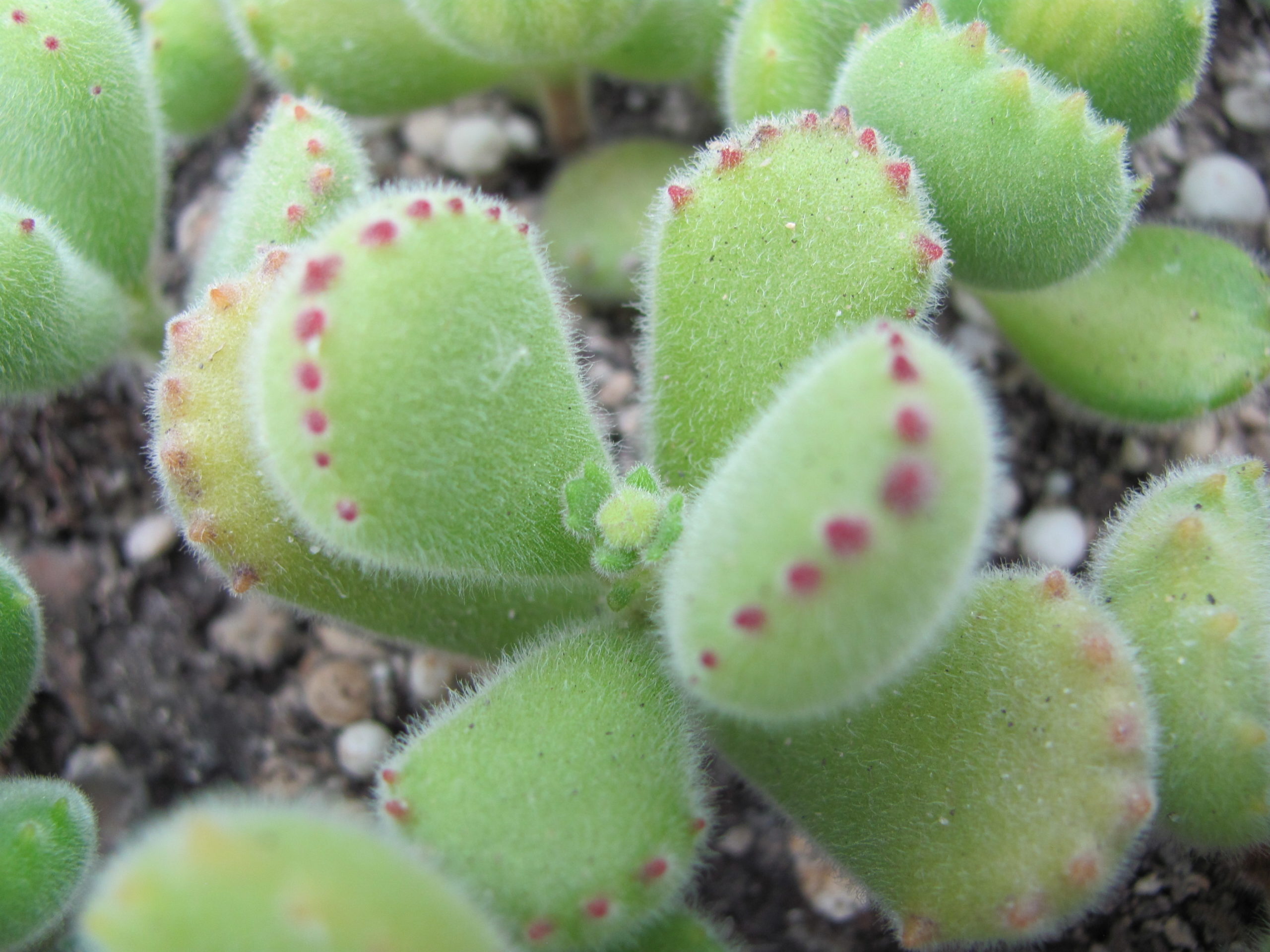 Cotyledon  undulata
