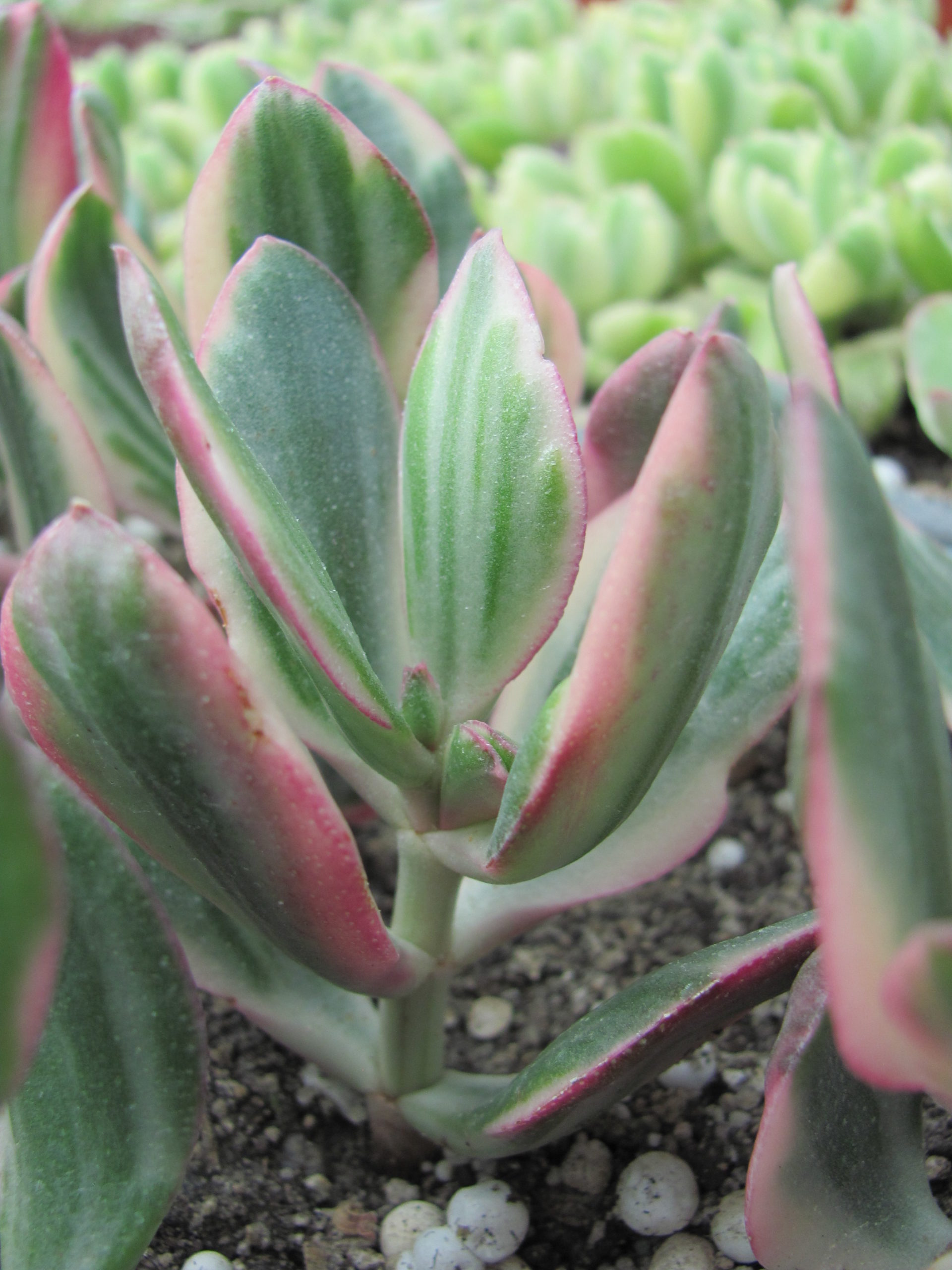 Crassula ovata variegata *Tricolor*