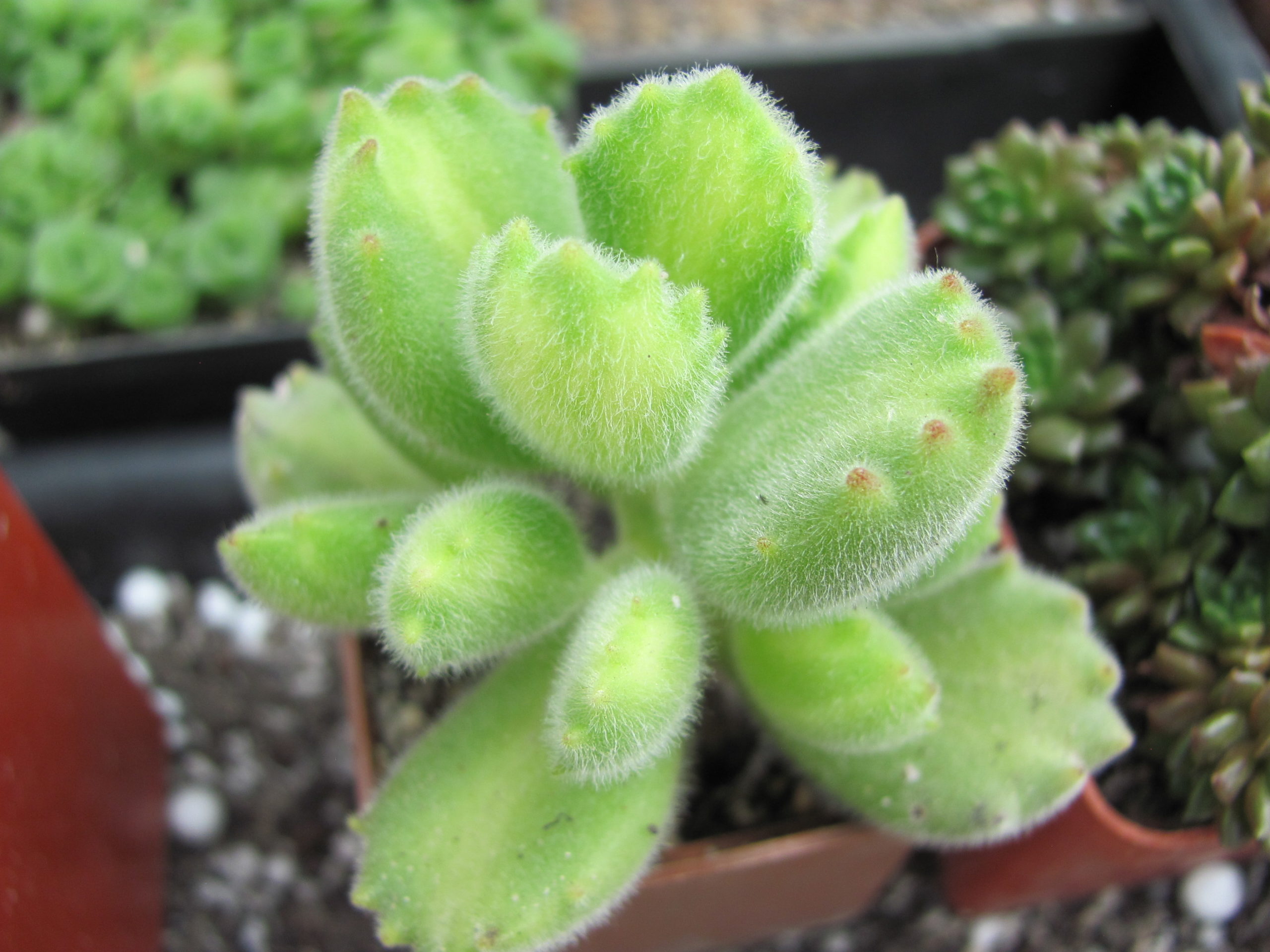 Cotyledon  ladismithiensis variegata