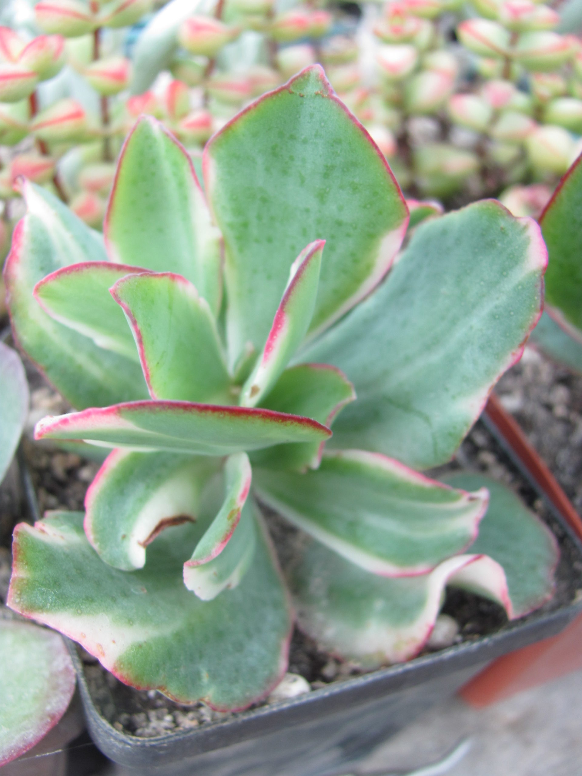 Crassula Blue Bird variegata
