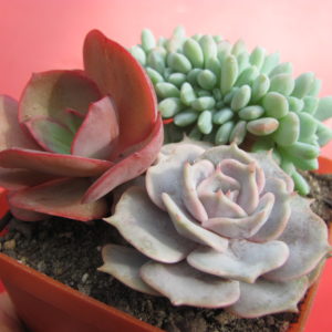 3 Echeveria  разом