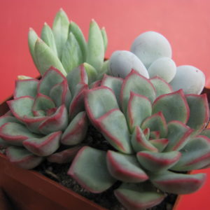 3  Echeveria разом
