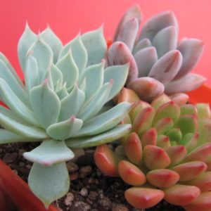 3  Echeveria  разом