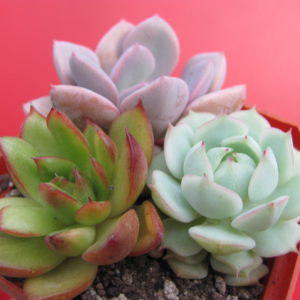 3  Echeveria разом