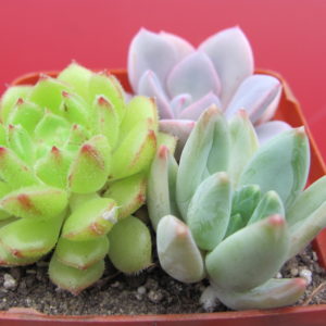 3  Echeveria разом