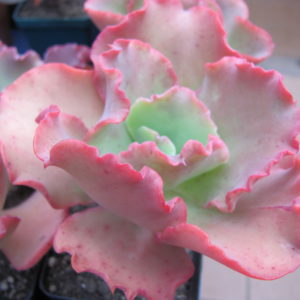 Echeveria Aguarius Red