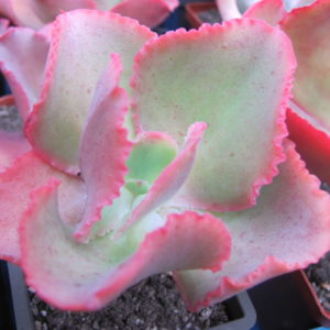 Echeveria Dick  Pink