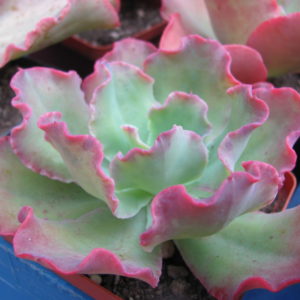 Echeveria Blue Curls