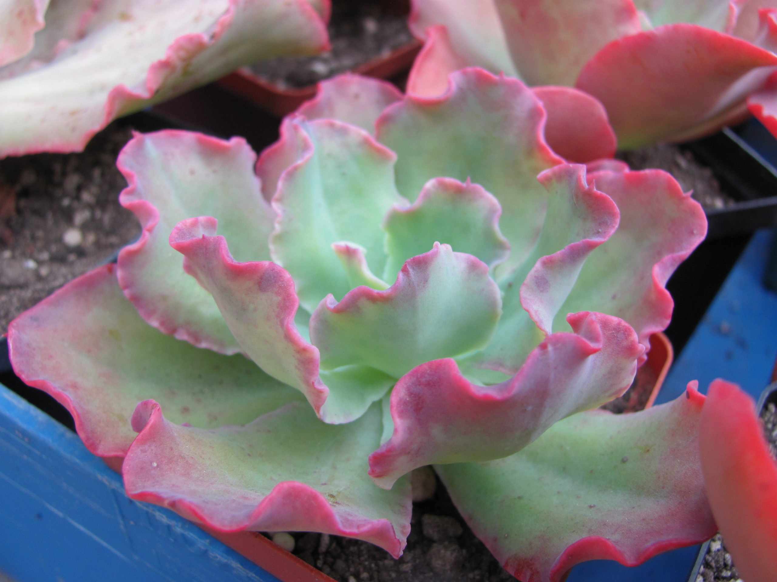 Echeveria Blue Curls