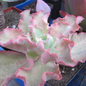 Echeveria