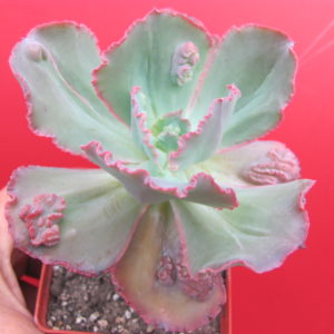Echeveria Crazy Joker