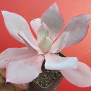 Echeveria afterglow