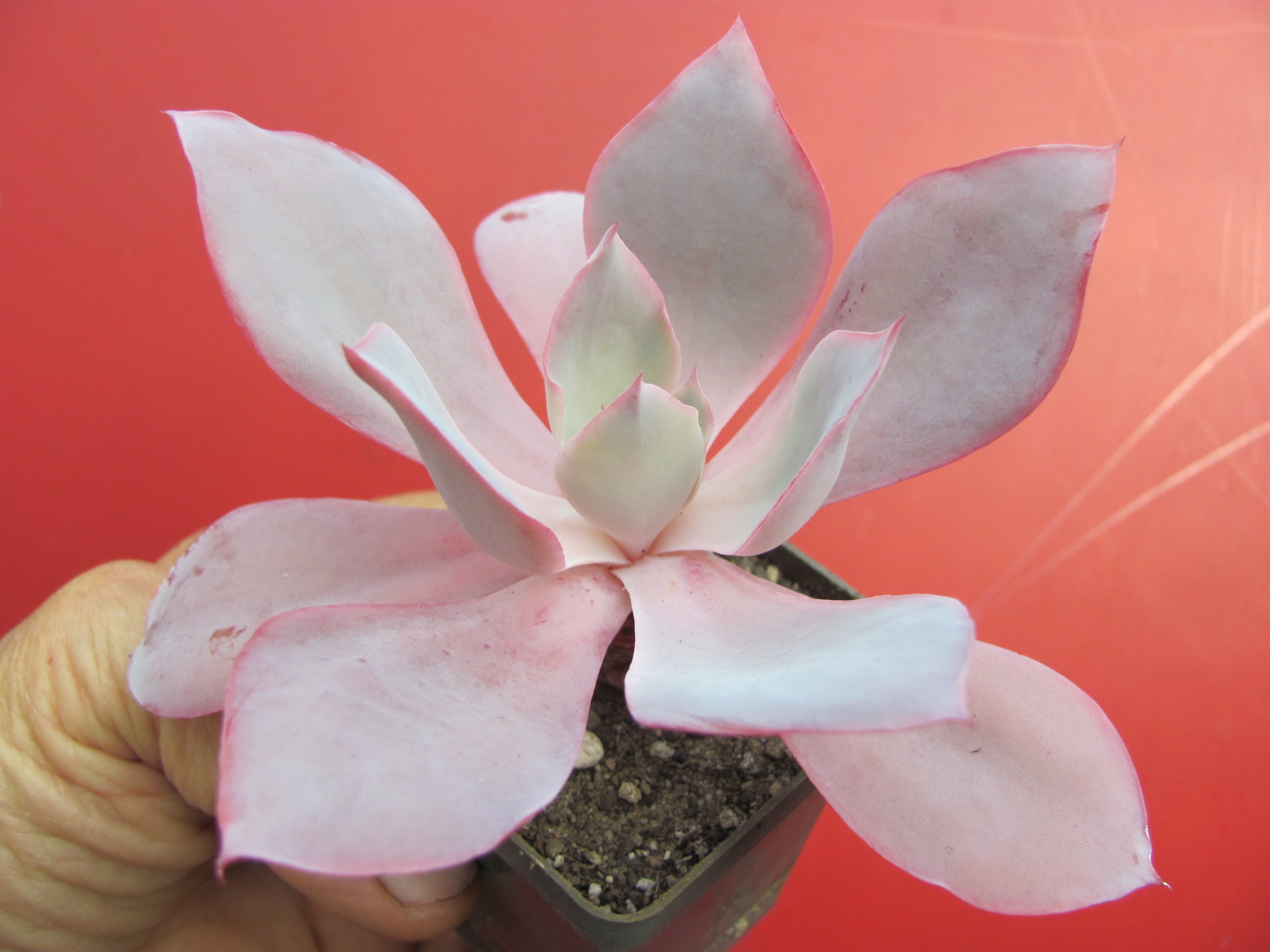Echeveria afterglow