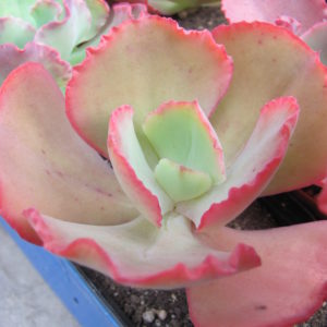 Echeveria Crinoline