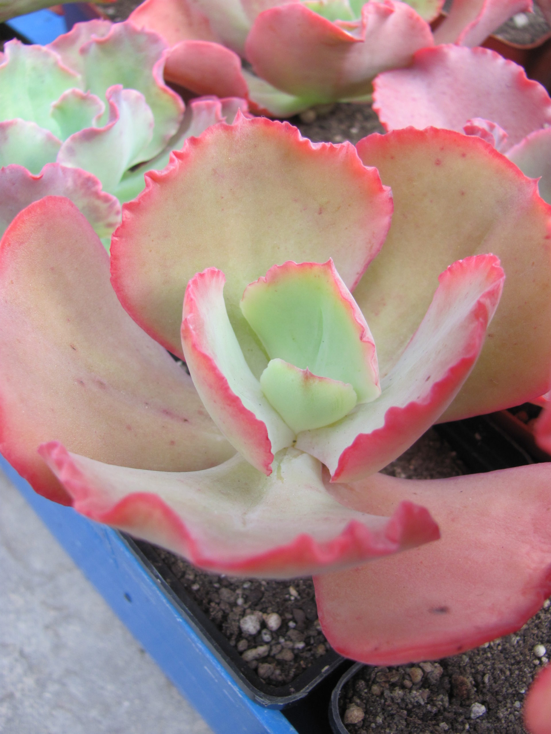 Echeveria Crinoline