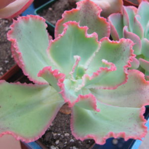Echeveria  Virginia Lee