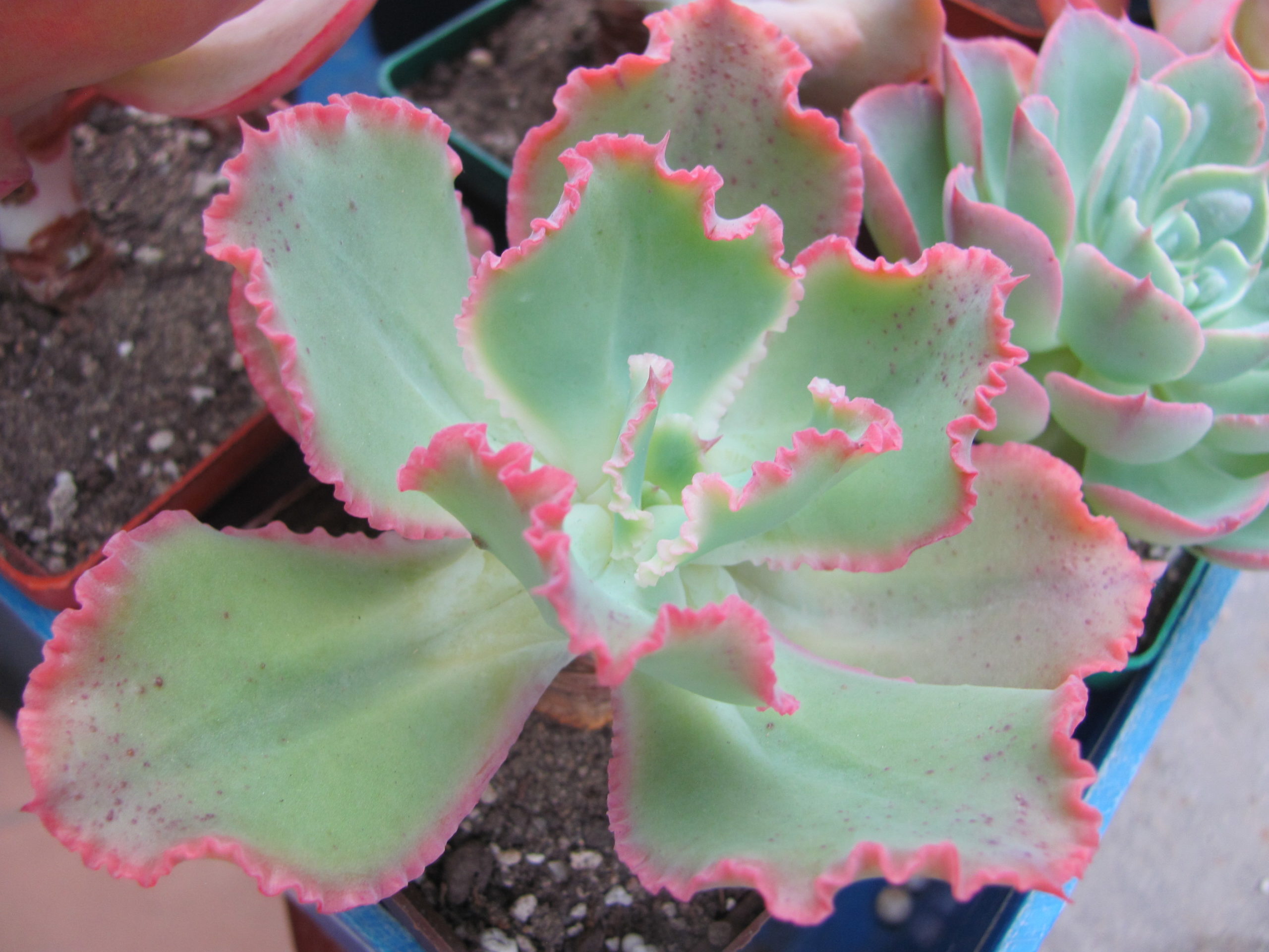 Echeveria  Virginia Lee