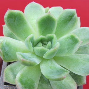 Echeveria hybr.    #51     ( Italy )