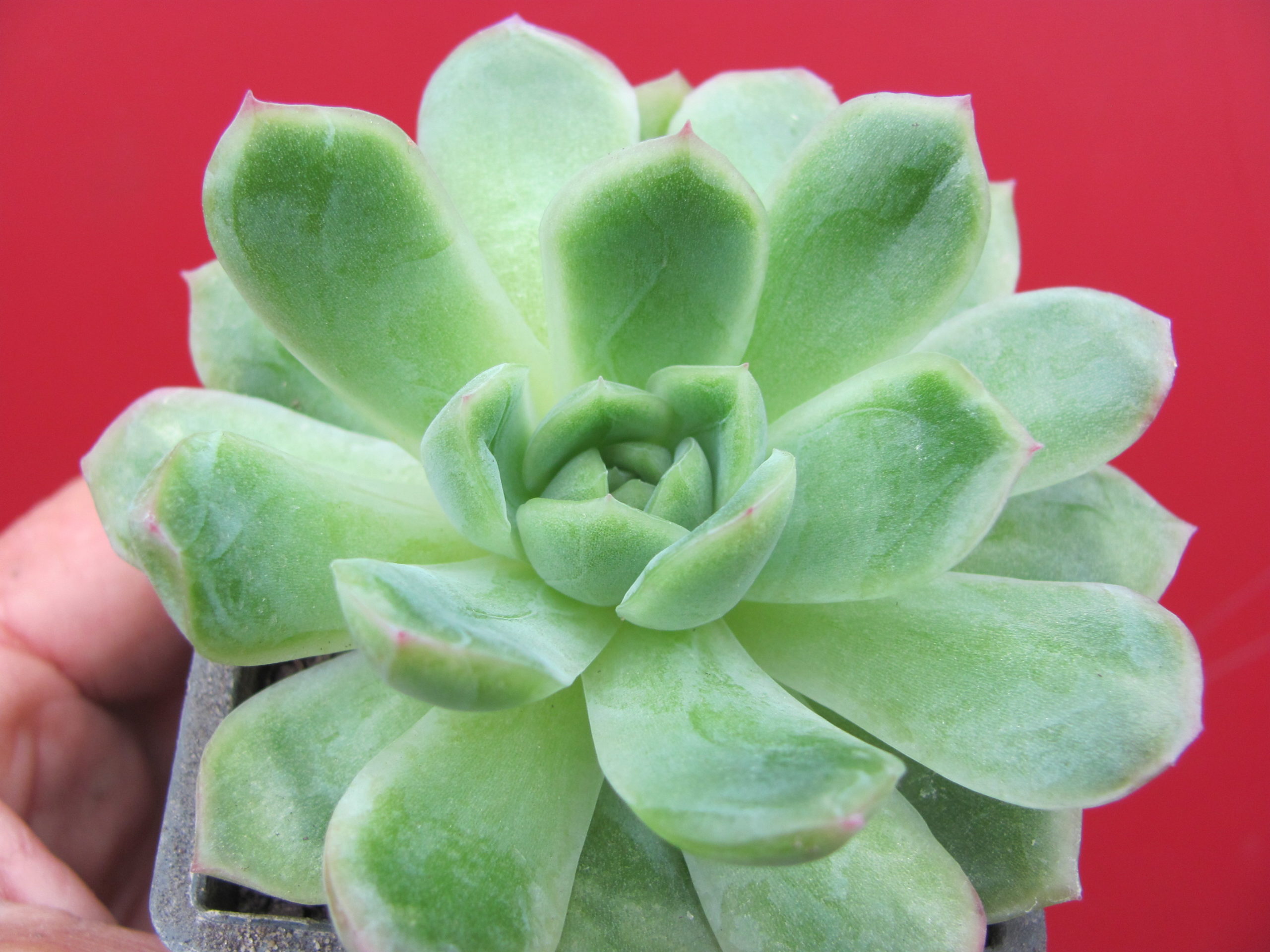 Echeveria hybr.    #51     ( Italy )