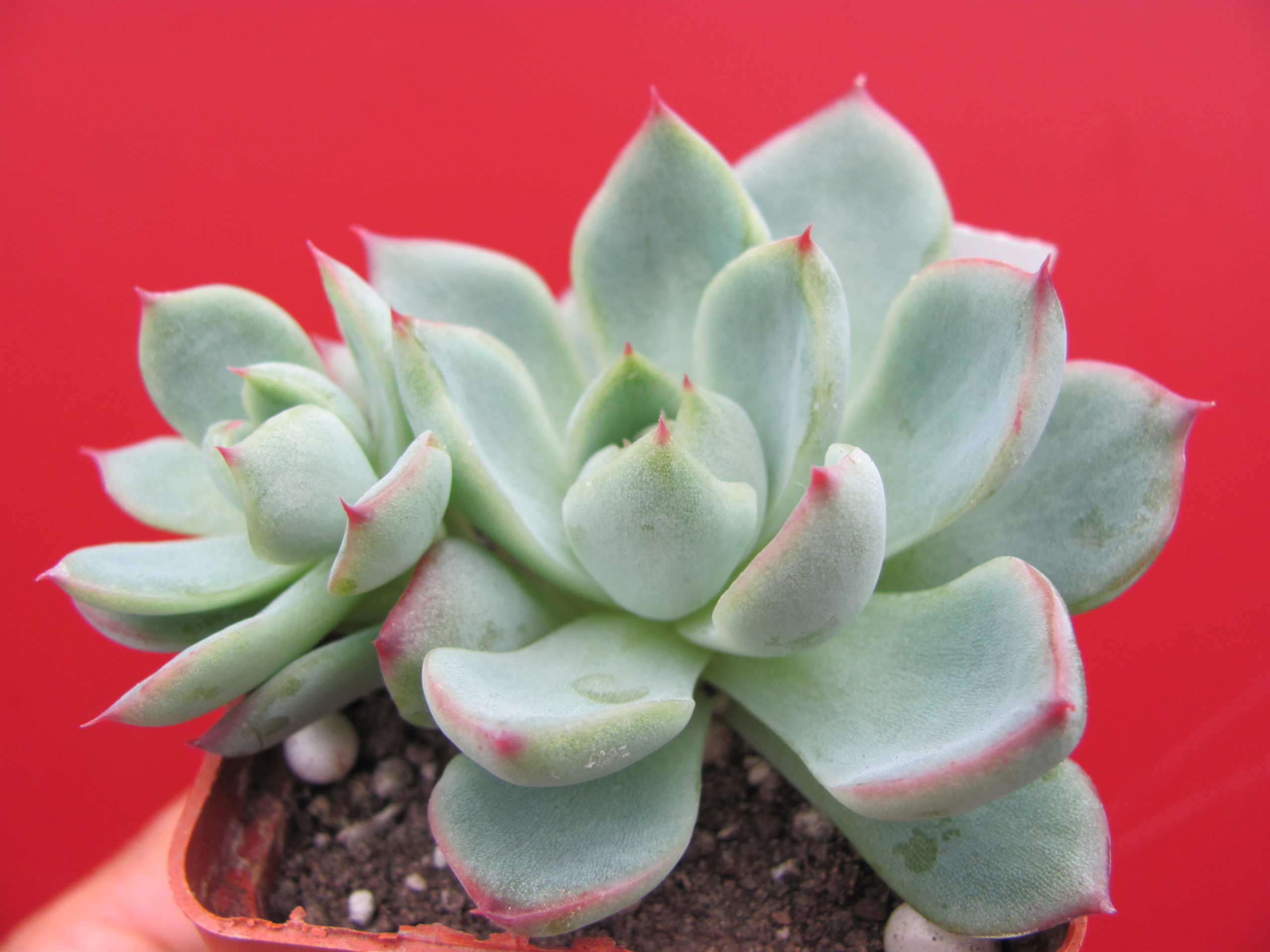 Echeveria Floreana    ( Italy )