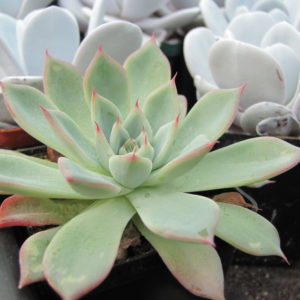Echeveria Black Swan      ( Korea )