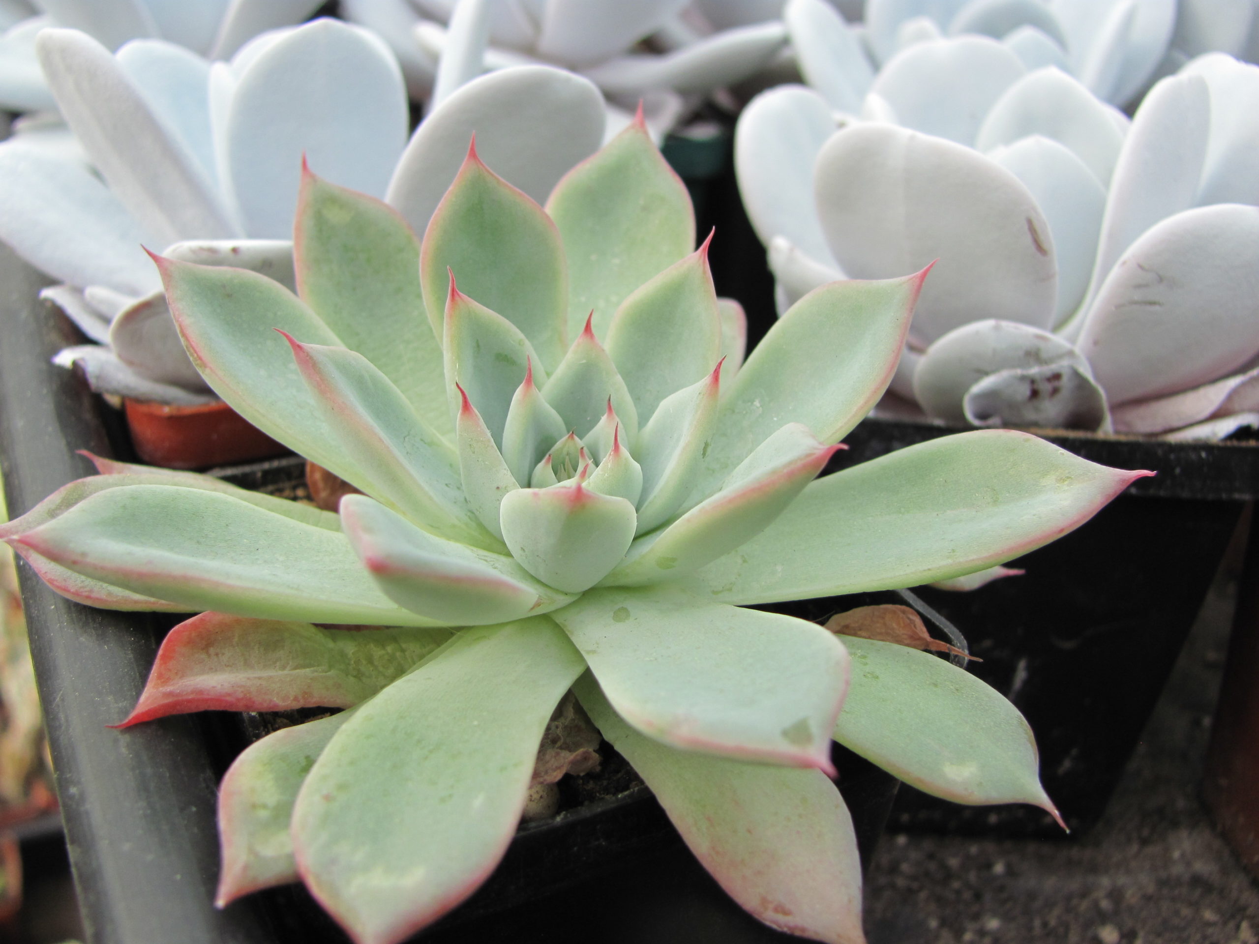 Echeveria Black Swan      ( Korea )