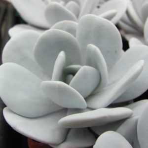 Echeveria laui