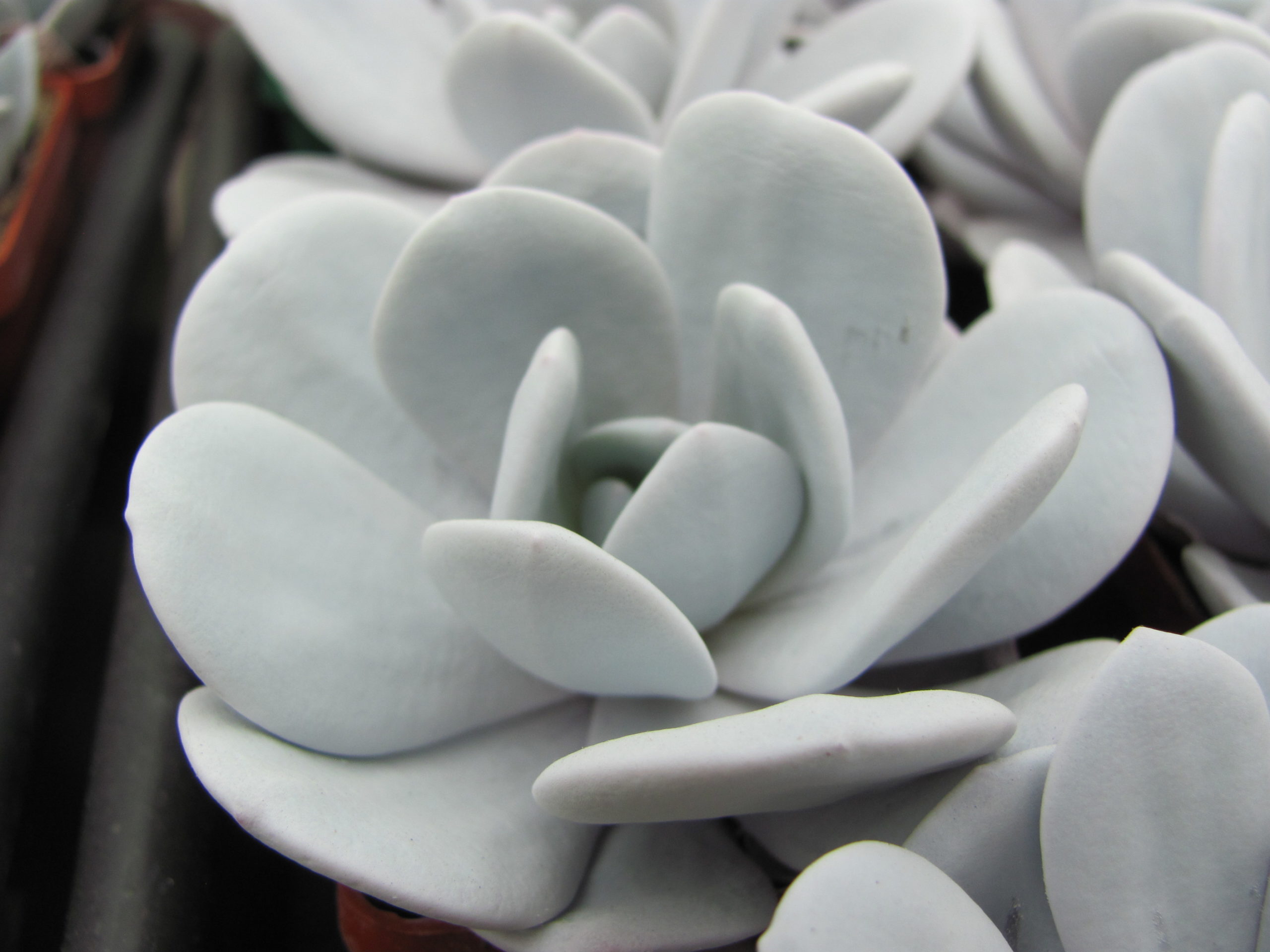Echeveria laui