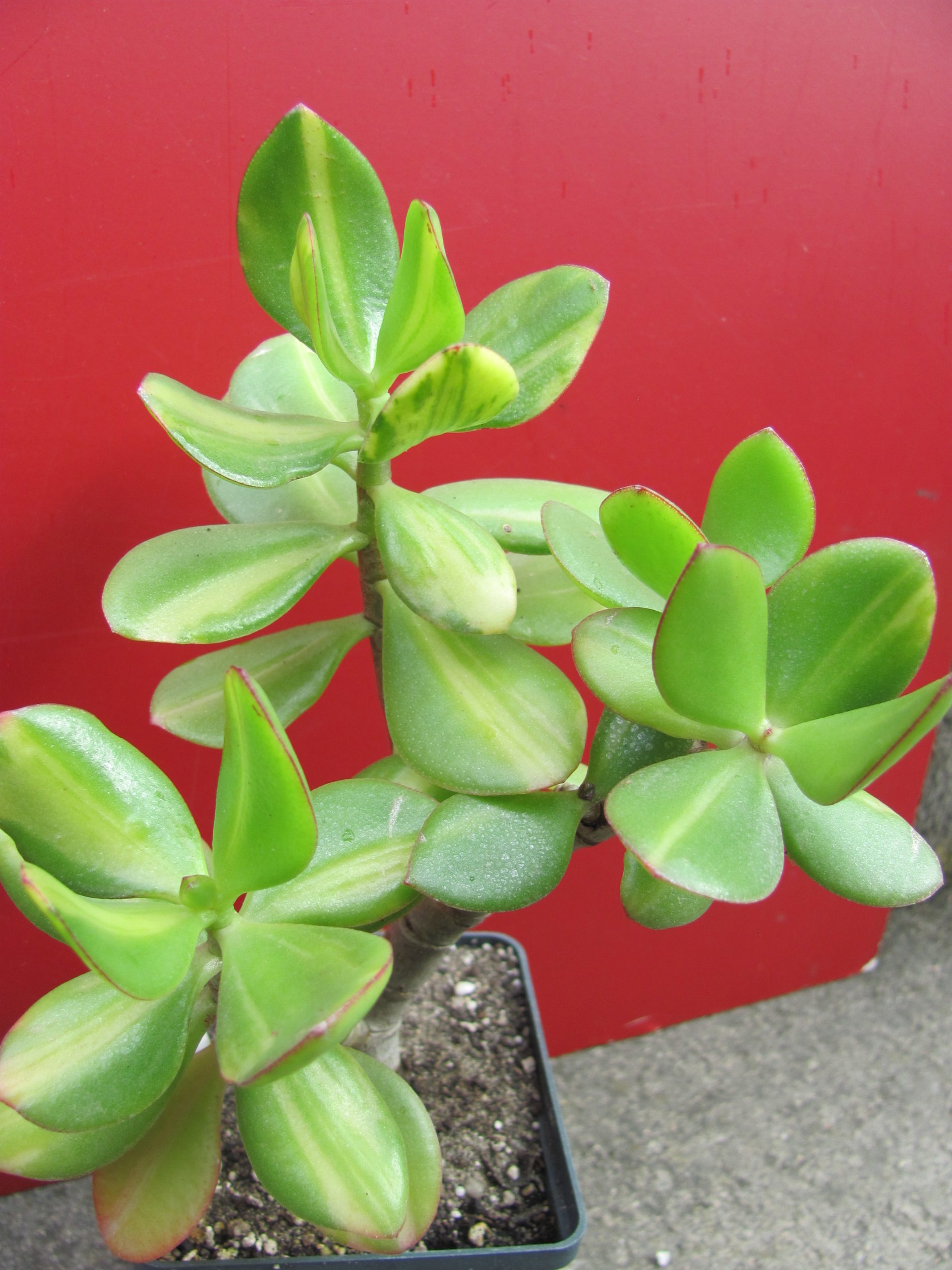 Crassula Solana