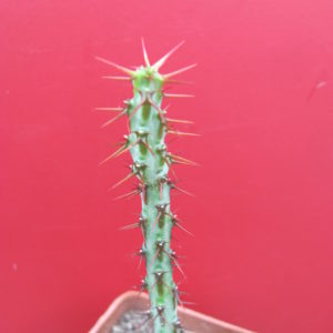Euphorbia    aerugnosa