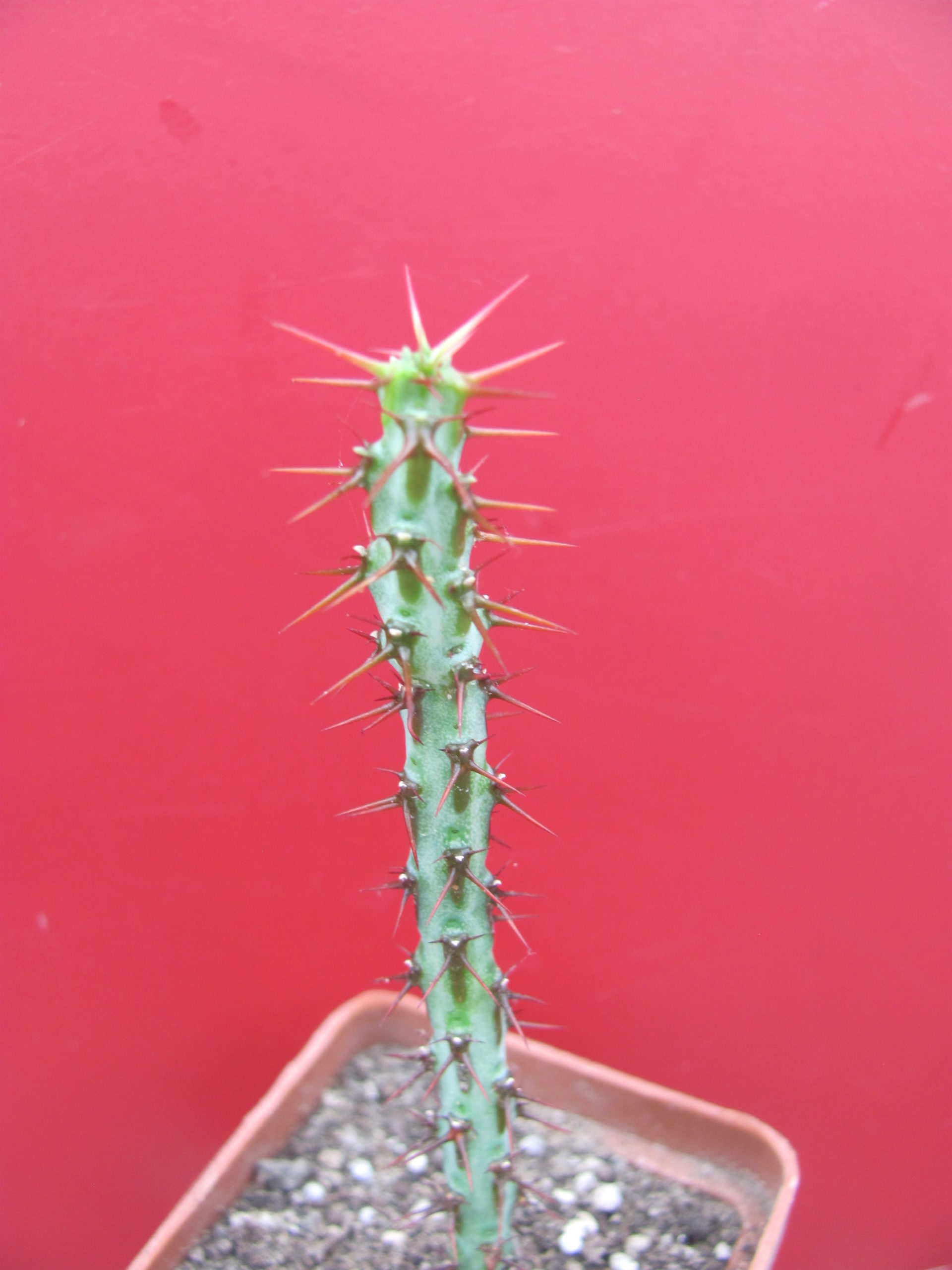 Euphorbia    aerugnosa