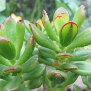 Crassula *Hobbit*