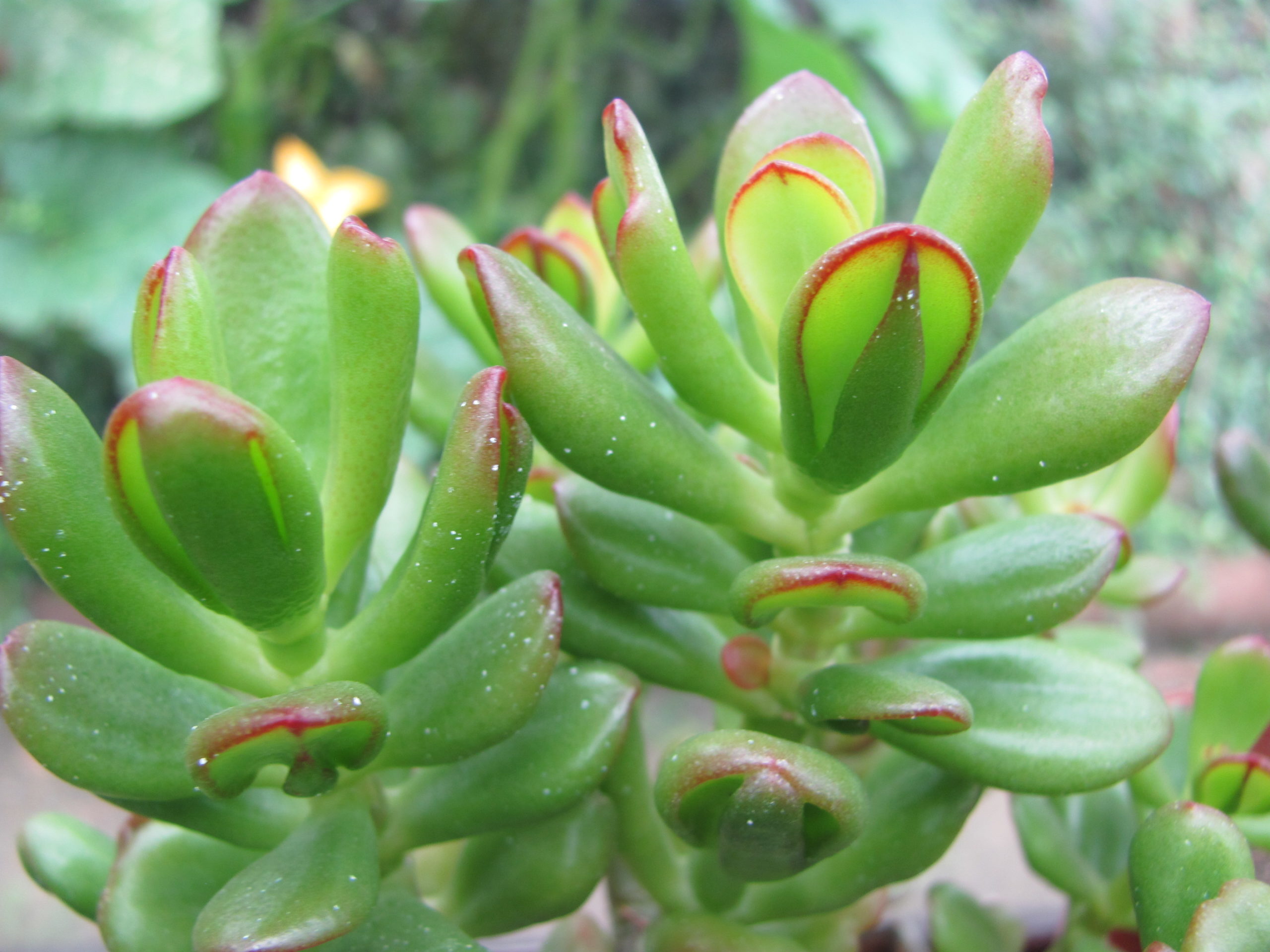 Crassula *Hobbit*