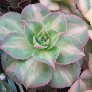 Aeonium moonburst variegata