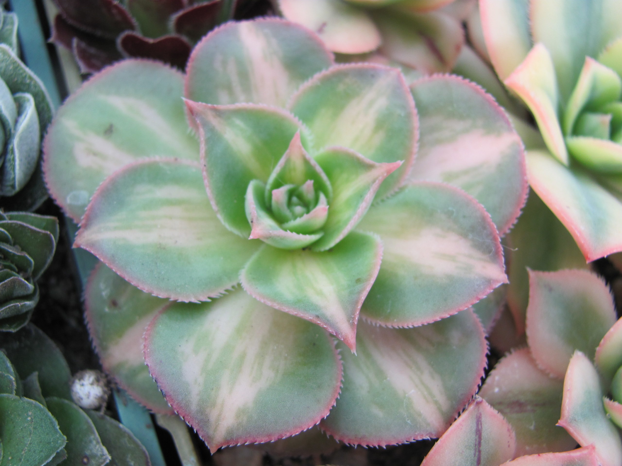 Aeonium moonburst variegata