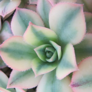 Aeonium Florescens variegata