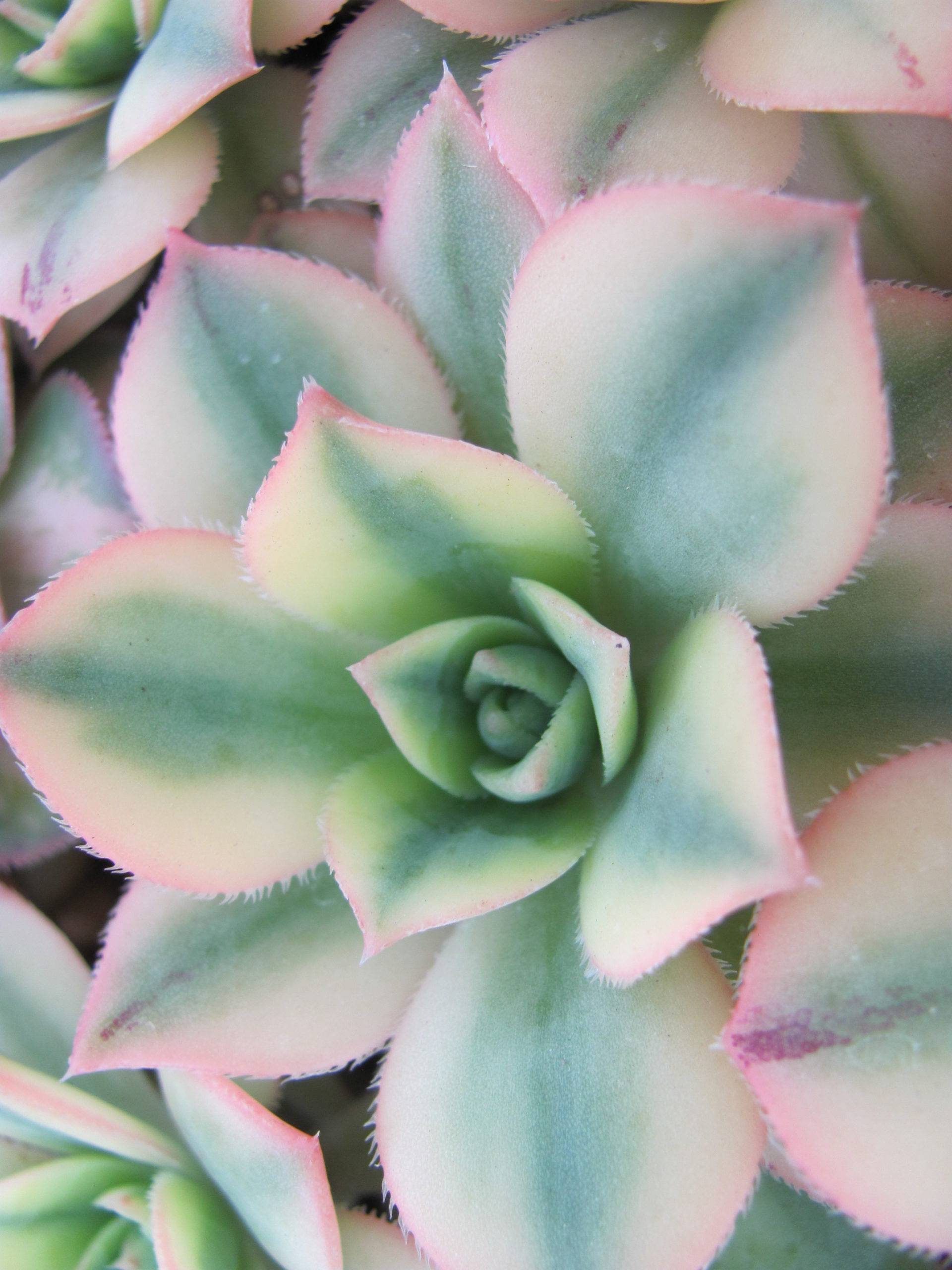 Aeonium Florescens variegata