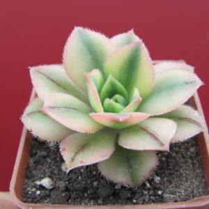 Aeonium Florescens variegata
