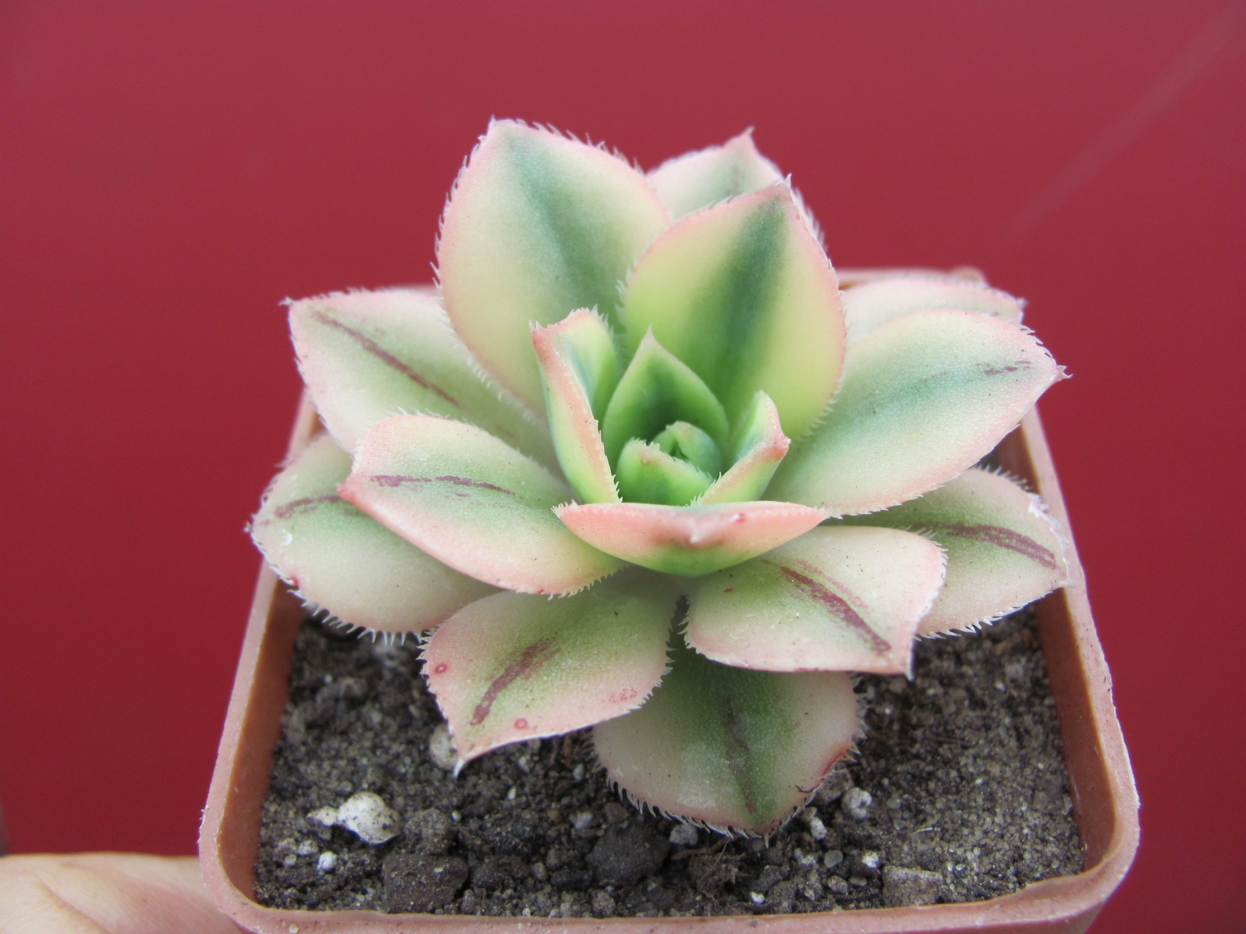 Aeonium Florescens variegata