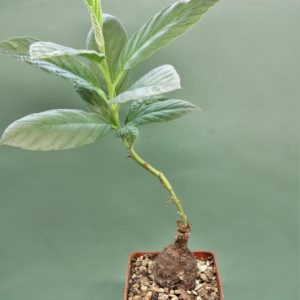 Ipomoea-aff.-longituba-Madibira-Tanzania-2